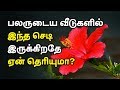 செம்பருத்தி பலருடைய வீடுகளில் வளர்க�