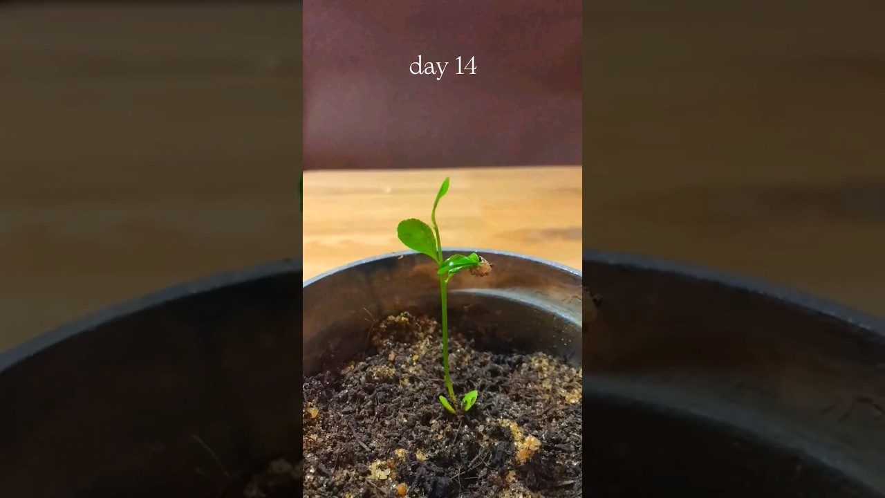 time lapse , lemon seed growth, more videos on @seed_lapse