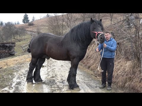 Caii lui Daniel Bexa de la Ciuruleasa, Alba -  2019 Nou !!!