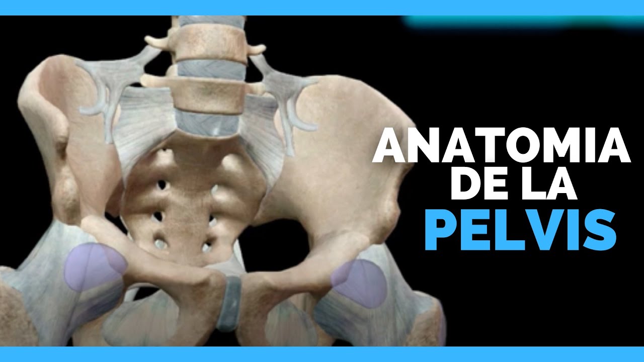✅Huesos de la PELVIS y SUS PARTES | Anatomia en Enfermeria