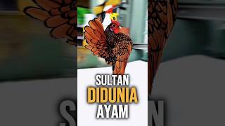 Download lagu 4 Rare Chicken Breeds Most People Never See mp3