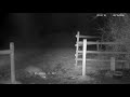 Rural vixen female fox screaming - with sounds