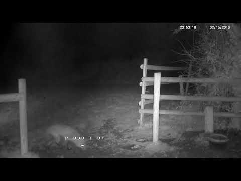 Rural vixen female fox screaming - with sounds