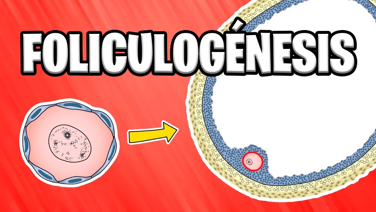 FOLLICULOGENESIS What are OVARIAN FOLLICLES? | HUMAN EMBRYOLOGY 📚