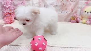 ハーフ犬の動画01