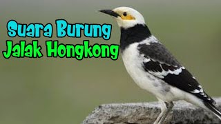 Download lagu Suara Burung JALAK HONGKONG  ( suara binatang) mp3