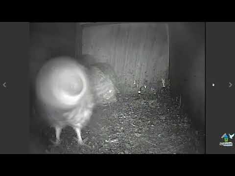 Steenuil Sprundel 2 6 2019 14 11 niezen