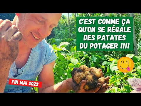 Les pommes de terre primeur, honneur au GOÛT ► Récolte et recette
