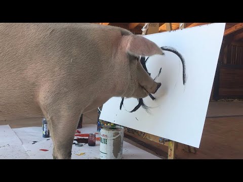 Painting Pig Saved From Slaughterhouse Has Own Exhibition