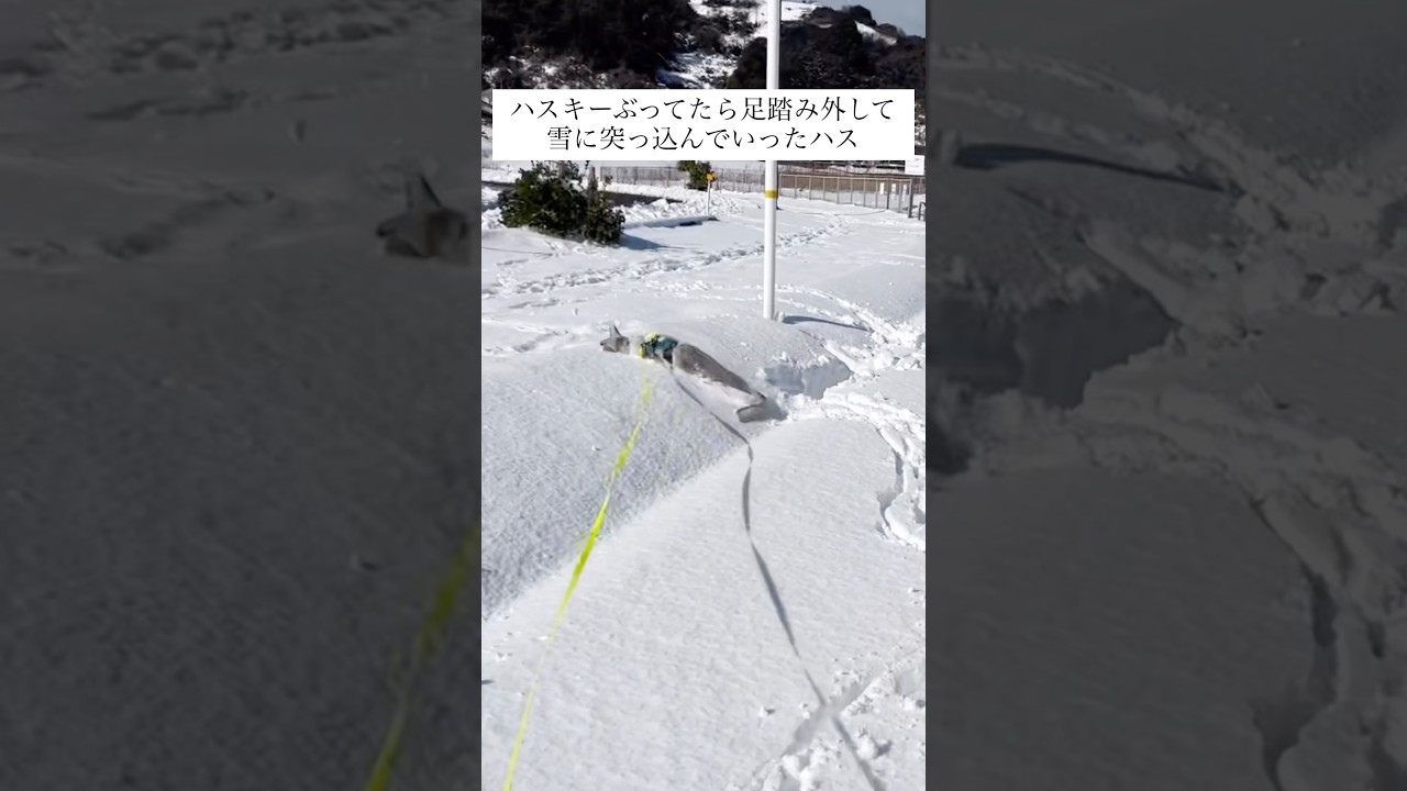 ハスキーぶった結果がこれか… #shorts