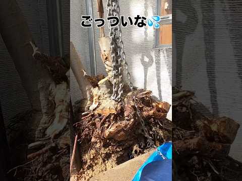 園芸 スイミングプールの周りの生垣