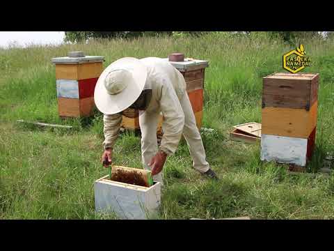 Jak tworzyć nowe rodziny pszczele  - odkłady cz. 2