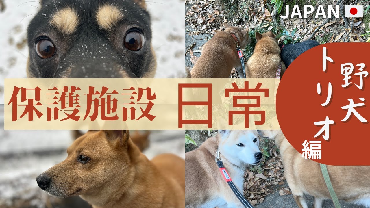 【楽園の日常とミリオご挨拶】野犬トリオで過ごしています