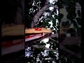 Azhagi Tamil Whatsapp Status Oliyile Therivathu