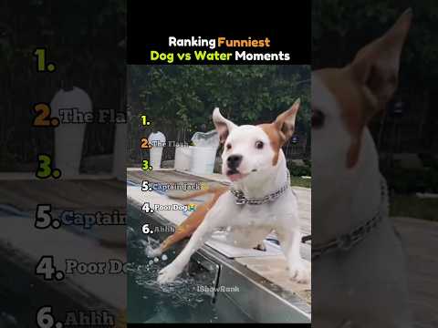Ranking Funniest Dog VS Water Moments