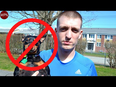 5 REAL Reasons not to get a Miniature Pinscher!