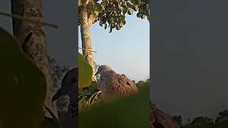 Download lagu betina memanggil jantan #pancingantekukur #pancingantekukuragarbunyi #derkuku #tekukur_gacor mp3 Download lagu betina memanggil jantan #pancingantekukur #pancingantekukuragarbunyi #derkuku #tekukur_gacor mp3