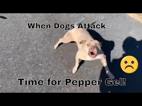 image-Will mace stop a dog attack?
