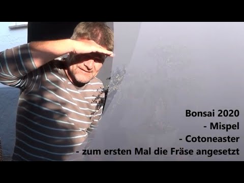 Bonsai 2020-41 - Mispel - Cotoneaster - zum ersten Mal die Fräse angesetzt