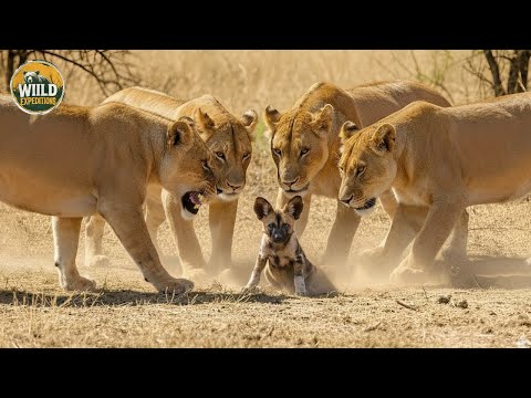 African Savannah Survival: Where Every Mistake Means Death