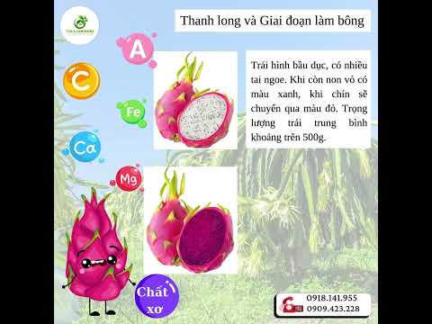 Cùng khám phá 2 Combo "Tạo Mầm Hoa Thanh Long" LÂN - ITALY của nhà One More