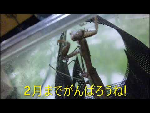 76・1月20カマキリ/January 20 Mantis