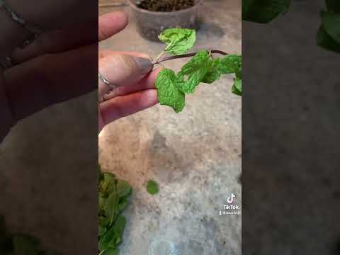 How to Grow more mint from store bought mint!