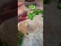 How to Grow more mint from store bought mint!