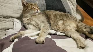 Camel - Irish Air (reprise)