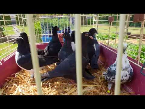 Tauben Einflug Training ( Ausgewöhnen 2 )
