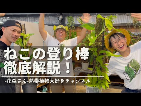 園芸 イタドリ、小頭症ペルシカリア