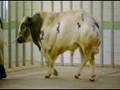 Animal Pharm part 1