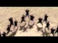 paata tediashvili - svanuri 