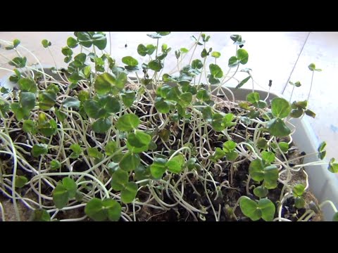 Teil 14b: Buchweizen - Anleitung für Sprossen, Keimlinge & Grünkraut