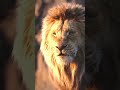 Jeet Ki Hawas Nahi Shorts Status Lion