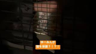 【新メンバー?!】猫を保護するゆーみん【ちょび(仮)】
