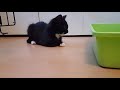 Jack Vomiting A Huge Amount Of Food Don T Worry He S Fine Please Subscribe For Cute Cat Videos