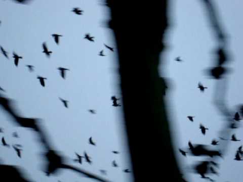 Alliker i Kongens Have, København (Jackdaws in the King's Garden, Copenhagen)