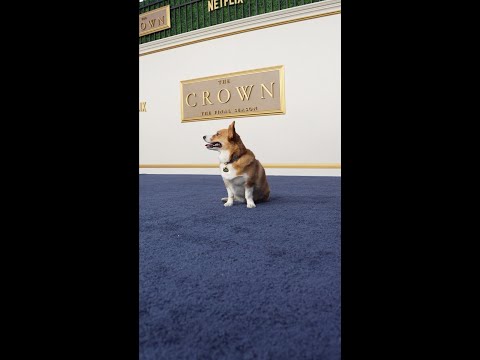 Ziggy the Corgi is here to celebrate the final season of #TheCrown 🐾