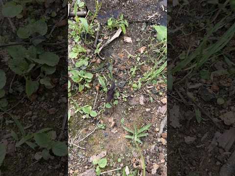 Un Alacrán 🦂 en la Finca El Tesoro, Gigante Huila Colombia. Son Peligrosos si Te Llegan a Picar.