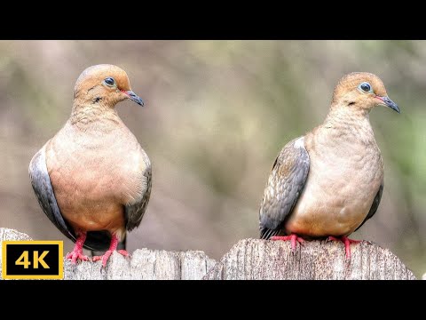 Mourning Dove Courtship and  Coo Coo Coo Calls