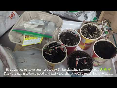 🇨🇦How I grow my own organic veggies & herbs in Canada  day 7 + Planting some spinach 🥬☘️🌱