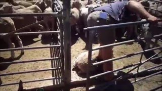 THE EXCESSIVE CRAMMING OF SHEEP IN HOLDING & SELLING PENS AT SALEYARDS IN VICTORIA, AUSTRALIA