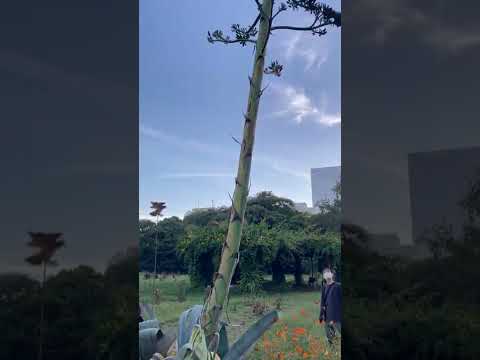 園芸 狭葉リュウゼツラン