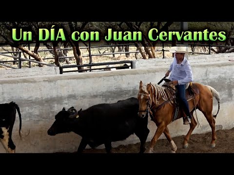 El Trabajo que les damos a los Caballos con Juan Trocas