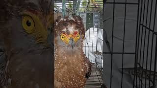 #Thunderbird/shortvideo