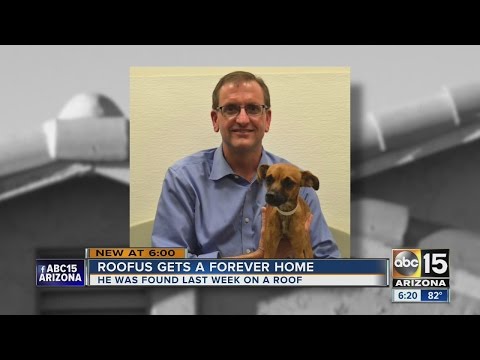 Dog stuck on roof finds a new home!