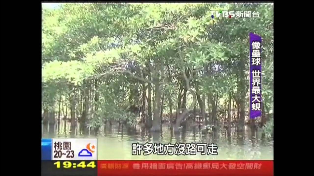 【悠遊熱帶嶼】獨木舟尋瀑布！　西表島熱帶雨林魅力