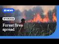 El Nino, arson exacerbate forest fires and haze across Indonesia | The World | ABC News