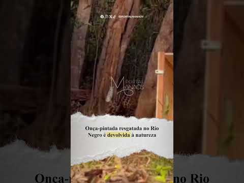 Onça resgatada no Rio Negro é devolvida à natureza